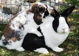 To continue talking about something that is not interesting to the person you are talking to…. The Sexual Linguistic History Of Rabbit