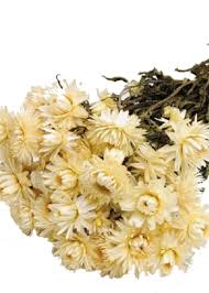 | / are you looking for dried herbs? Dried Flowers Dried Straw Flower Helichrysum White Bries Aan Zee Breeze At Sea