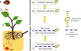 Mustofa bisri, well known as gus mus, is famous not only as a kyai —traditional islamic teacher. The Transfer Of Trace Metals In The Soil Plant Arthropod System Sciencedirect