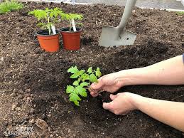 We did not find results for: Tomato Growing Secrets For Big Yields And Healthy Plants
