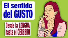 Resultado de imagen para "Cómo funciona el sentido del gusto"