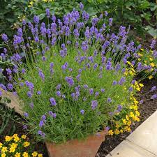 Try Growing Lavender In Containers The Natural Drainage Of Containers Makes It Easy Growing Lavender Lavender Plant Care Lavender Plant