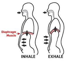 Diaphragmatic Breathing For Tai Chi Tai Chi Diaphragmatic Breathing Qigong