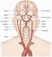 Arteries of the lower extremity shown in association with major. Printiable Mape Of Arteries And Viens A Artery Vein Map In Octa B Artery Vein Skeleton Map Explore More Available Science Elements And Examples From The Edraw Free Download Version