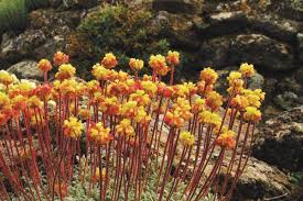 Image result for Eriosema jurionianum