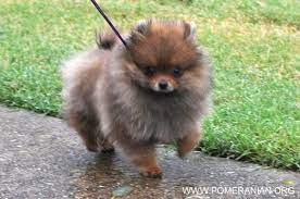 Pin On Pomeranians