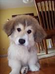 Great Pyrenees Mix Puppies For Sale | Greenfield Puppies