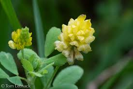 Image result for Trifolium campestre