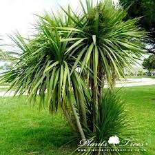 Cordyline Australis Jardin Tropical Jardin Exotique Allees Jardin