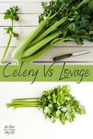 Lovage is known as a classic soup herb, but using it only for soups would be a mistake. Differences Between Lovage Celery Perfect Substitutes Homegrown Herb Garden