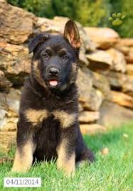 Find puppies for sale from shiloh shepherd dog breeders based on your lifestyle and desired breed. German Shepherd Puppies For Sale Lancaster Puppies German Shepherd Puppies Shepherd Puppies Puppies