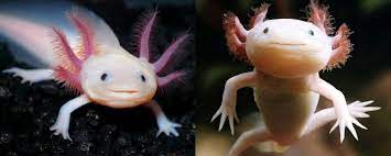 dunyada bulunan en ilginc 45 hayvan turu hayvan hayvanlar ale