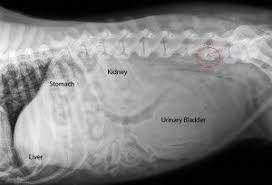 How To Read A Radiograph X Ray Radiographer Vet Medicine Vet Tech School