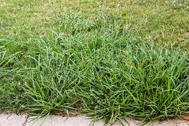 Maybe you would like to learn more about one of these? How To Care For Zoysia Grass
