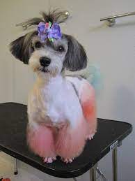 Japanese Groom On A Havanese Page 2 Poodle Forum Standard Dog Grooming Diy Havanese Puppies Asian Dogs