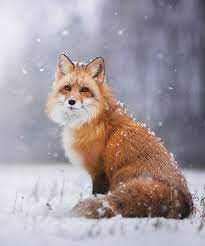 Beautiful Wildlife Winter By C Iza Lyson Jennifer Dahlem Wallpapers Designs Snow Animals Pet Fox Animal Photography