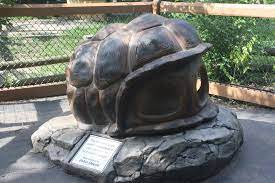 New Exhibit Interactive Be An Aldabra Tortoise Exhibition Tortoise Zoo