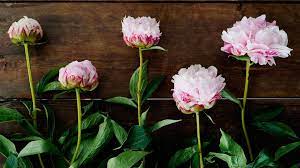 Jun 18, 2021 · how long do cut peonies last? How To Care For Peonies Fiftyflowers