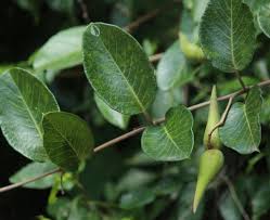 Image result for Tacazzea apiculata