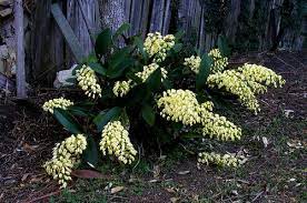 King Orchid Dendrobium Speciosum Dendrobium Speciosum Australian Native Garden Orchids