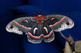 Image result for Cecropia