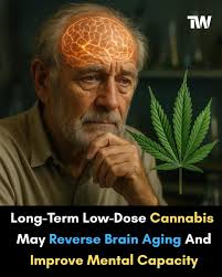 Cannabis potentially reversing brain aging in mice