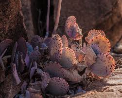 Image result for Kalanchoe marmorata