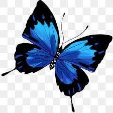 Ilustracao Dos Desenhos Animados De Borboleta Azul Preta Borboleta Clipart Borboleta Preto Azul Borboleta Voadora Imagem Png E Psd Para Download Gratuito In 2020 Butterfly Illustration Blue Butterfly Butterfly Watercolor