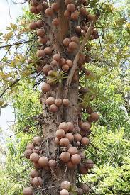 More images for cannonball tree fruit edible » Pin On Nature S Beauty