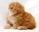 Persian Cat Breed Profile | Petfinder