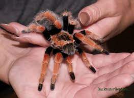 Pin On Tarantulas