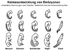 Natürliche selektion und selektion durch den menschen. Mediendatenbank Biologie Abstammungslehre
