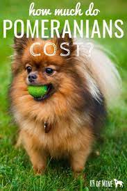 How Much Do Pomerani Cute Pomeranian Pomeranian Dog Pomeranian