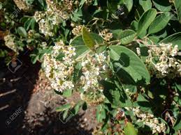 Jardinerie spécialiste dans la vente en ligne. De Parney Cotoneaster Cotoneaster Lacteus Arbuste A Feuillage Persistant Avec Des Feuilles Vert Fonce Dessus Blanc Dessous Grappes De Fleurs Blanches Et De Fruits Rouges Banque D Images Et Photos Libres De Droits