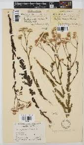 Image result for Nidorella pinnata