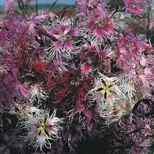 disease  of dianthus flower à®•à¯à®•à®¾à®© à®ªà®Ÿ à®®à¯à®Ÿà®¿à®µà¯