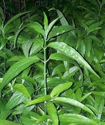 Health benefits can extend up to the skin by slowing down the aging process. Anti Cancer Sabah Snake Grass Home Facebook