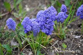 Ya da psikopat bir serikatilin kurbanlarının gözlerini çubuklara geçirip hatıra diye sakladığı abuk birşey de değil. Muscari Cicek Dikim Ve Bakim Muscari Cicekleri Enfes Bebek Engerek Yayi