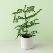 Image result for Araucaria heterophylla