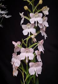 Image result for Habenaria arenaria