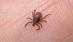 Cetaphil Cleanser For Lice Does Cetaphil Kill Lice Getridofallthings Com