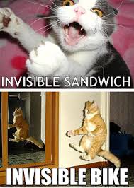 Image result for lolcats