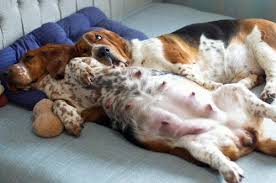 How Long Are Dogs Pregnant For A Guide To The Dog Gestation Period Certapet Pregnant Dog Certapet Dogs