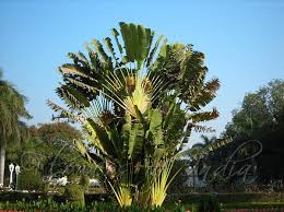 Image result for Ravenala madagascariensis
