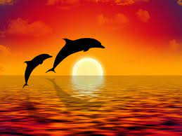 1 351 Best Dolphin Jumping Sunset Images Stock Photos Vectors Adobe Stock