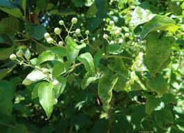 Image result for Clematis uhehensis