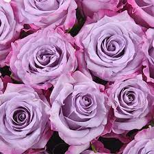 The genus lavandula is in the mint family. Purple Haze Lavender Rose Fiftyflowers Com