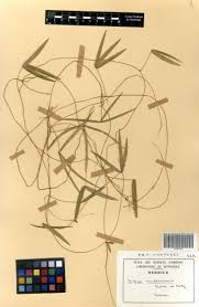 Image result for Vigna multinervis