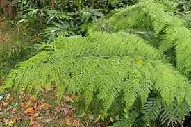 Image result for Asplenium macrophlebium