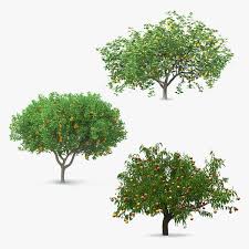 Target.com has been visited by 1m+ users in the past month 3d Fruit Trees Model Turbosquid 1522536
